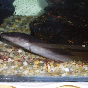 Amphiuma means, the other female