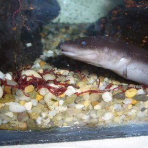 Amphiuma means eating bloodworms