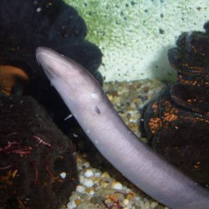 One-fingered Amphiuma means, a female