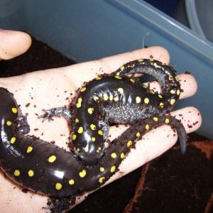 2 subadult Ambystoma maculatum