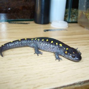 Young female Ambystoma maculatum (CB 2009)
