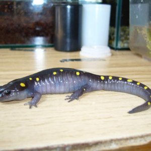 Young male Ambystoma maculatum (CB 2009)