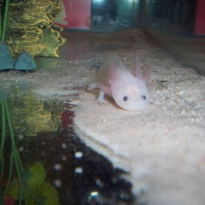 Kirby