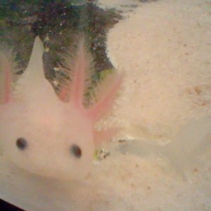 Kirby lost a gill. It is growing back much faster than I expected!