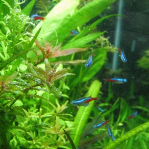 the rotala is perling