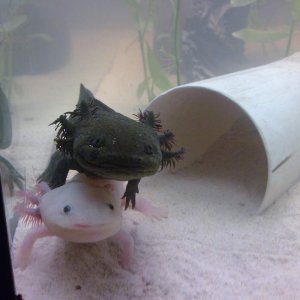 Esther and Frida hangin' out together! So glad they're not nipping each other or anything like that ^_^