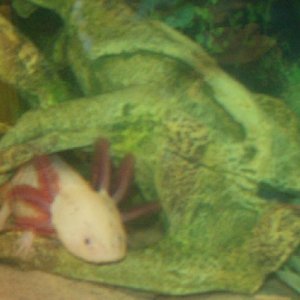 Arbie