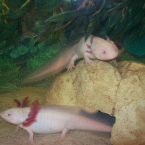 Hoshi and Arbie