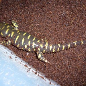 An other female Ambystoma mavortium (CB 2010)