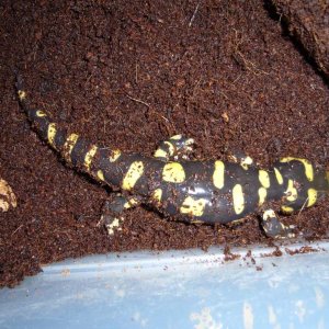 A female Ambystoma mavortium (CB 2010)