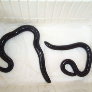 A pair of Geotrypetes seraphini, female left, male right - I think...
