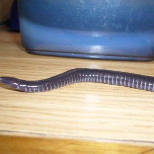 Geotrypetes seraphini - possibly male (origin, age unknown)