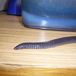 Geotrypetes seraphini - possibly female (origin, age unknown)