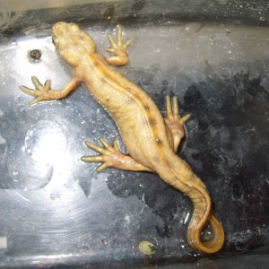 triturus carnifex flavistic