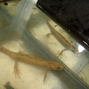 triturus carnifex flavistic