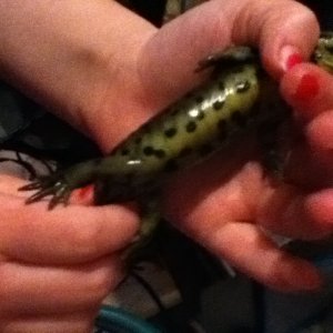 Morphing nicely. Color changing as can be seen by his abruptly green belly.