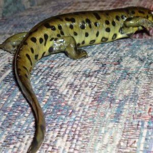 Love his color. :D    All that's left to morph is his tail.