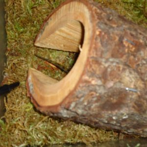 He loves that log. Don't know why.