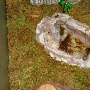 Terrarium pics now.  I adore the "jazzy jacuzzi" I found at a pet store. The heavy stone means it doesn't move and the water doesn't spill out, nor mo