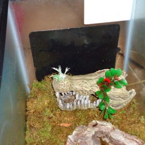 Terrarium pics. Heater on the side and his second favorite hide. A crocodile skull.