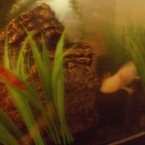 Theres our Shrobster!! (cherry shrimp)...sad to say i think hes our 3rd cherry shrimp to fall to chancey...the ghost shrimp never have a problem getti