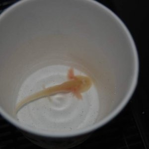 The little guy inside the 3oz cup I used to scoop him out of the transport water in.  Look at those little legs!