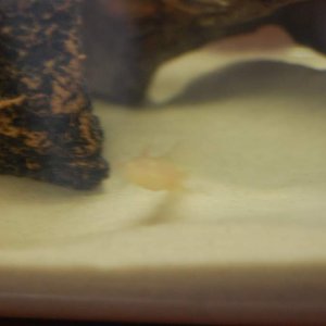 My baby golden albino gfp checking out the new home.