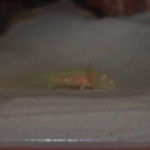 You can see the gfp a little bit here.