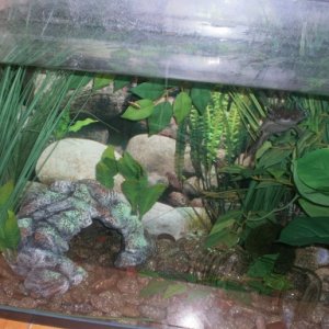 Before Tank