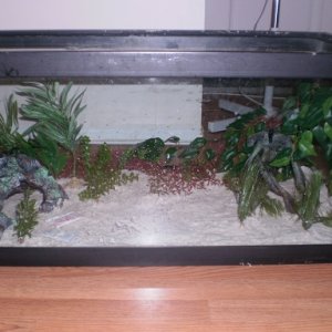 Decorations in New Tank