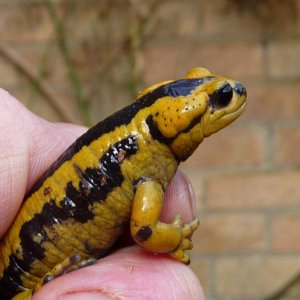 S. s. bernardezi   juvenile yellow