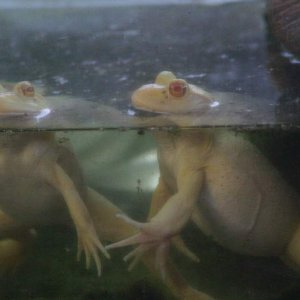 Say Hi to Raw Chick-N & UpChuck Vomit