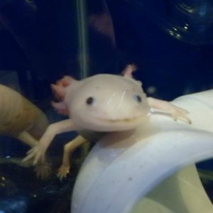 Albino Axolotl
