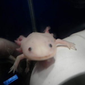 Albino axie