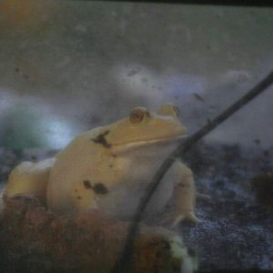 Mice exterminator.