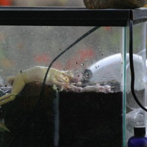 Mice Exterminating Frog