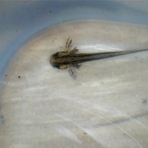 cynops pyrrhogaster larvae