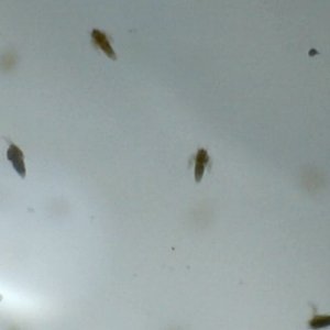 Freshly hatched artemia