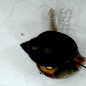 Snail and friend (assume some kind of leech)