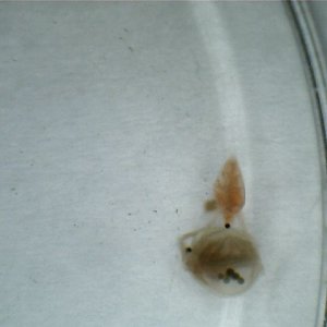 Daphnia
