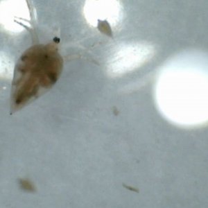 daphnia2
