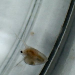 daphnia3