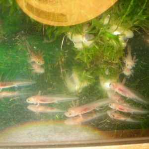 family photo's 016