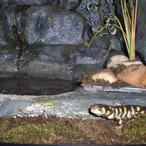 Couple of Tigers exploring their new home.