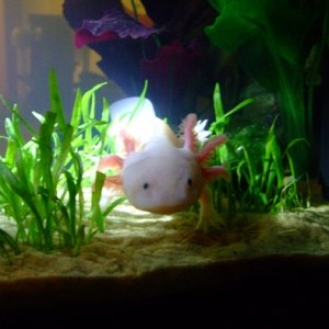 Chester in his new jungle. Rarrgh!