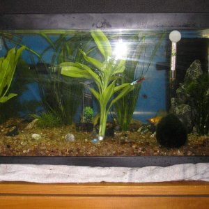 comunity tank