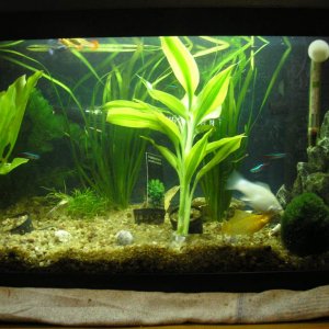 comunity tank