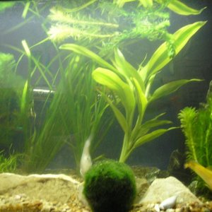 comunity tank