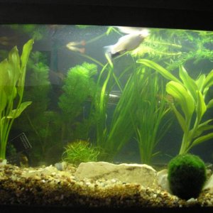 comunity tank