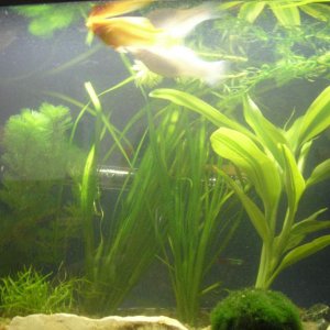 comunity tank